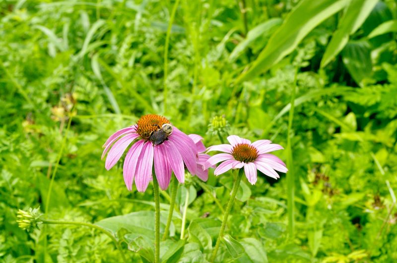 Plan Next Year's Pollinator Garden