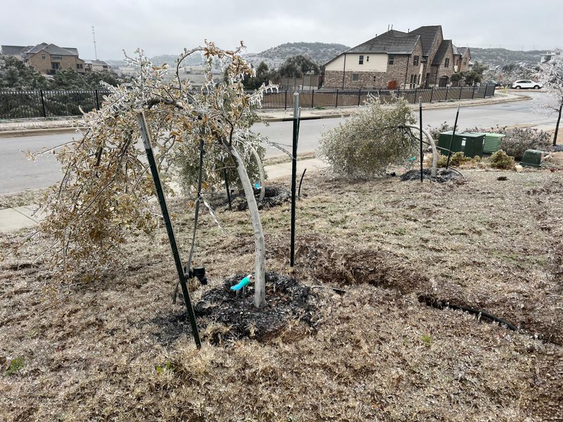Monitor For Ice Accumulation On Branches
