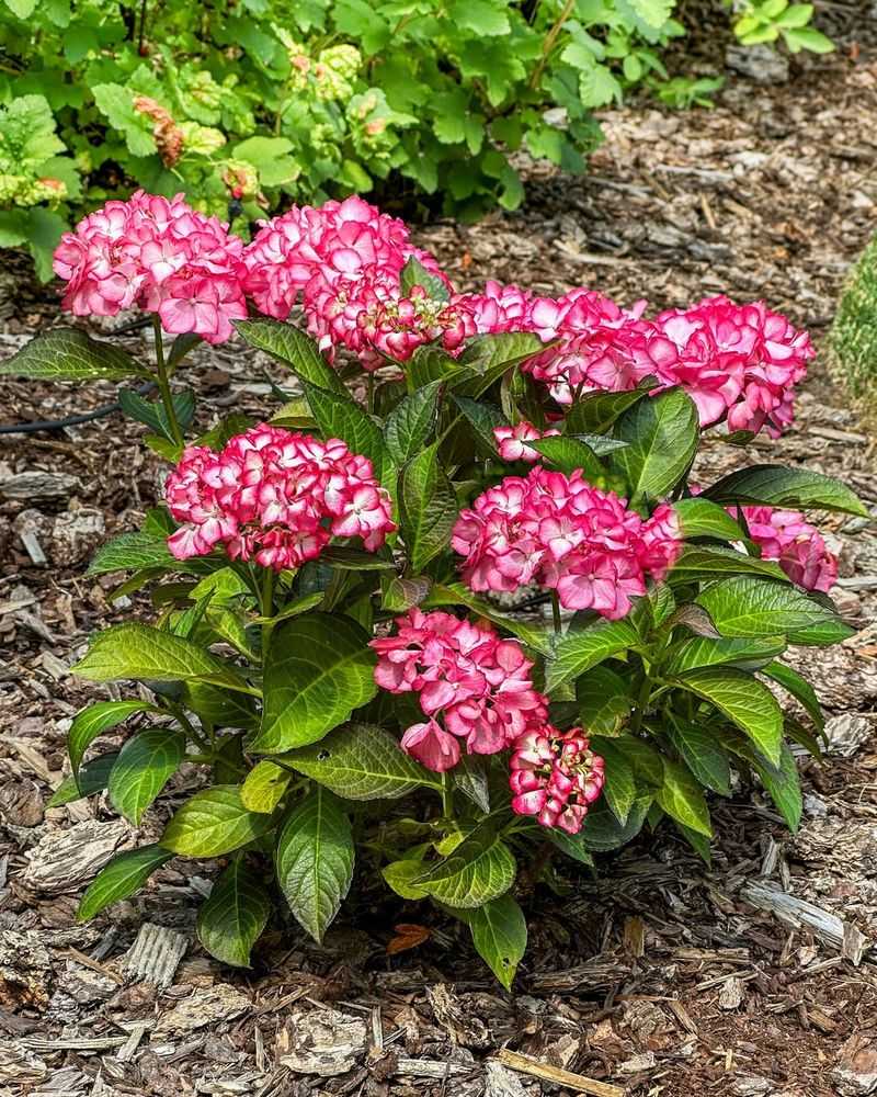 Lowering Energy Costs Through Strategic Planting