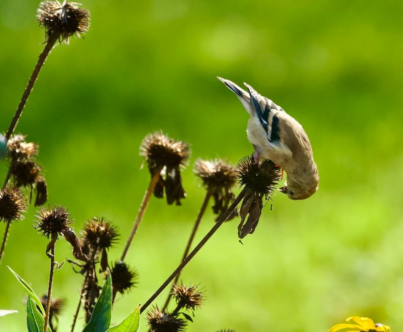 Feeding Songbirds Through Fall And Winter