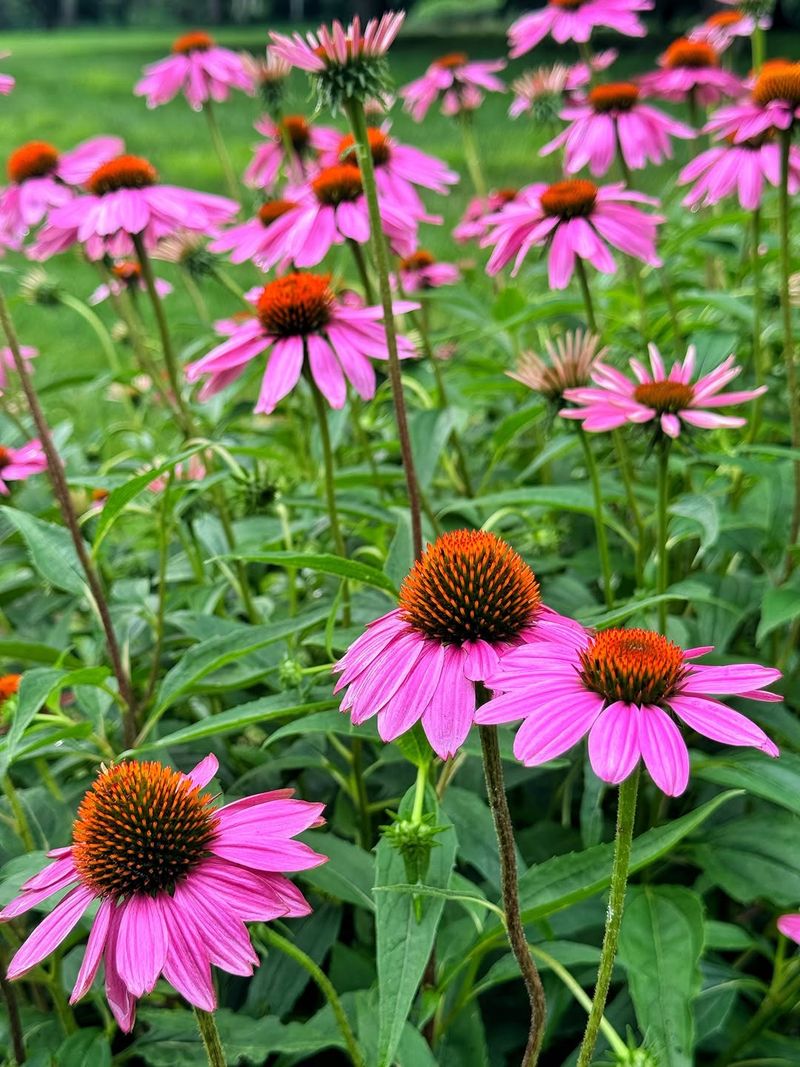 Low-Maintenance Perennial Planting