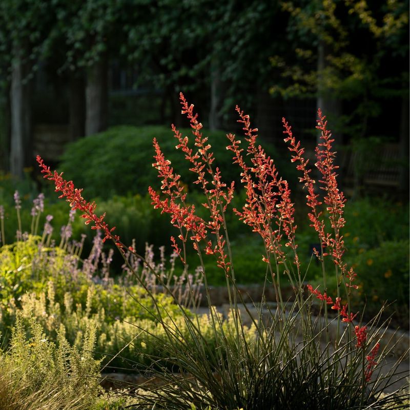 Water Conservation Becomes Easier With Native Plants