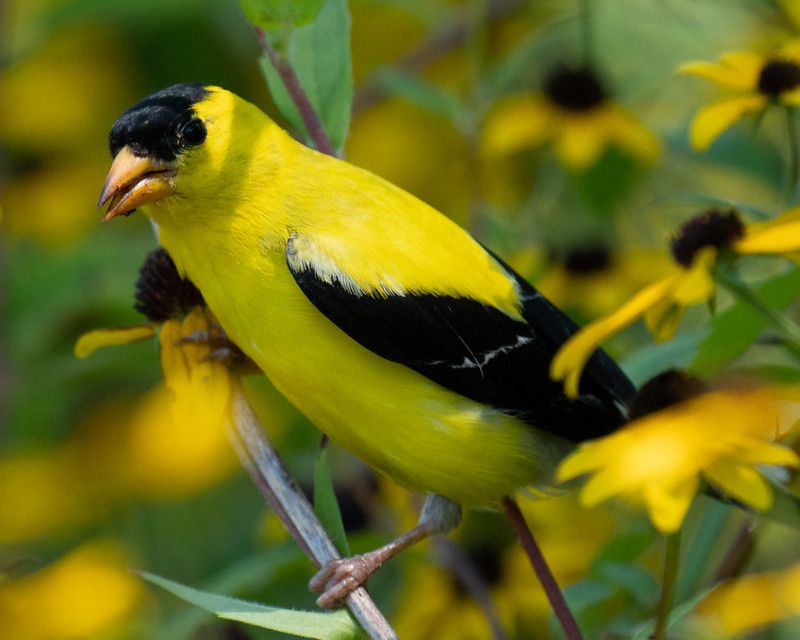 Feeding Songbirds In Fall And Winter