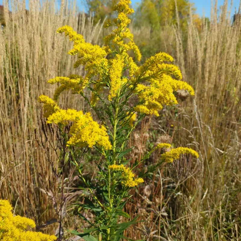 Misunderstood Allergy Reputation (Not The Cause Of Hay Fever)