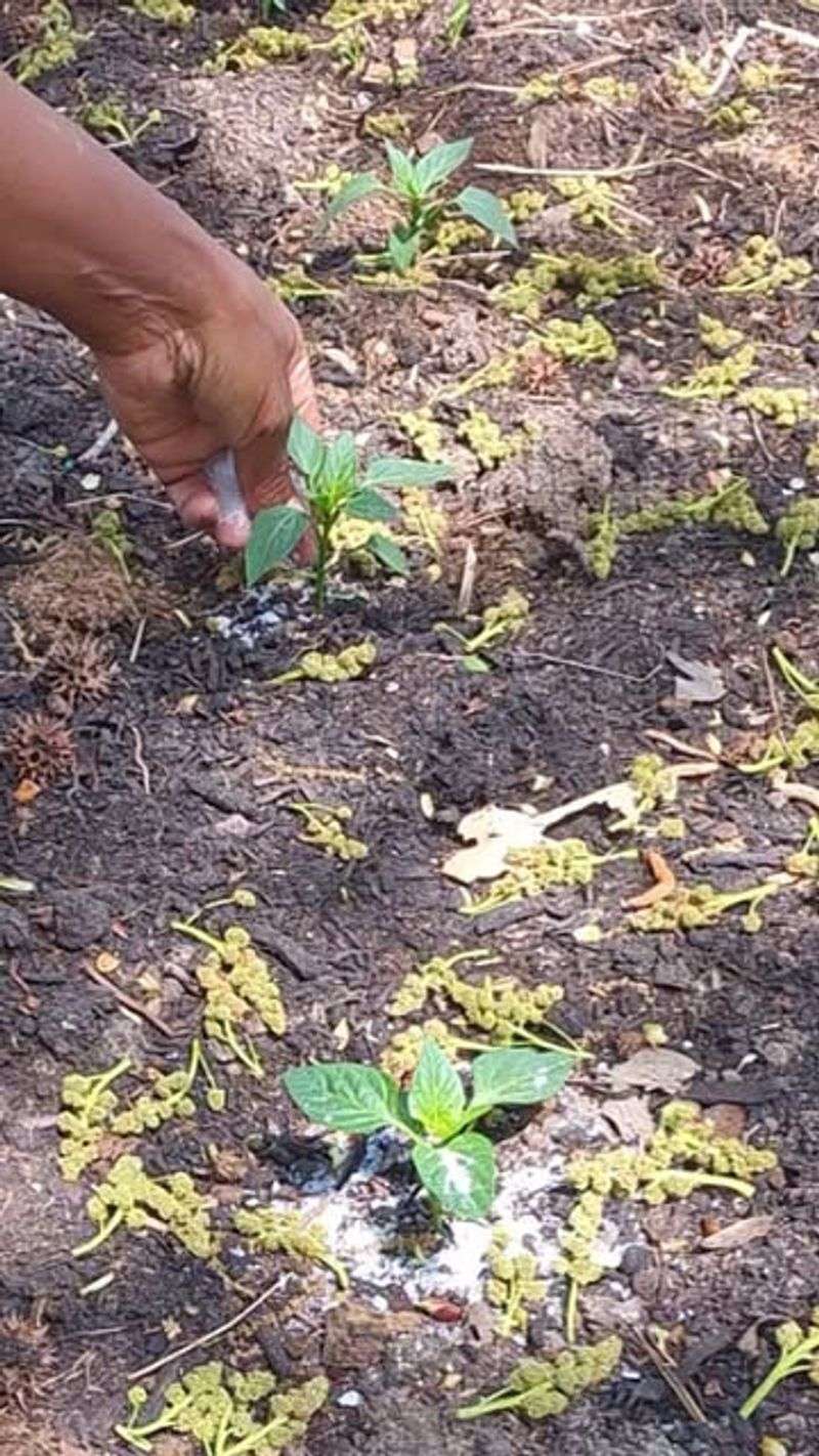 Aids Seed Germination and Seedling Development