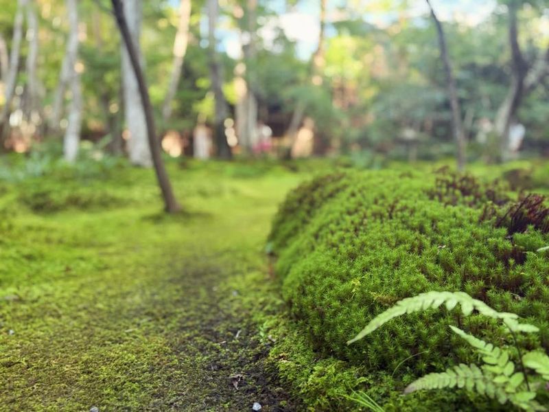 No Need for Harmful Chemicals