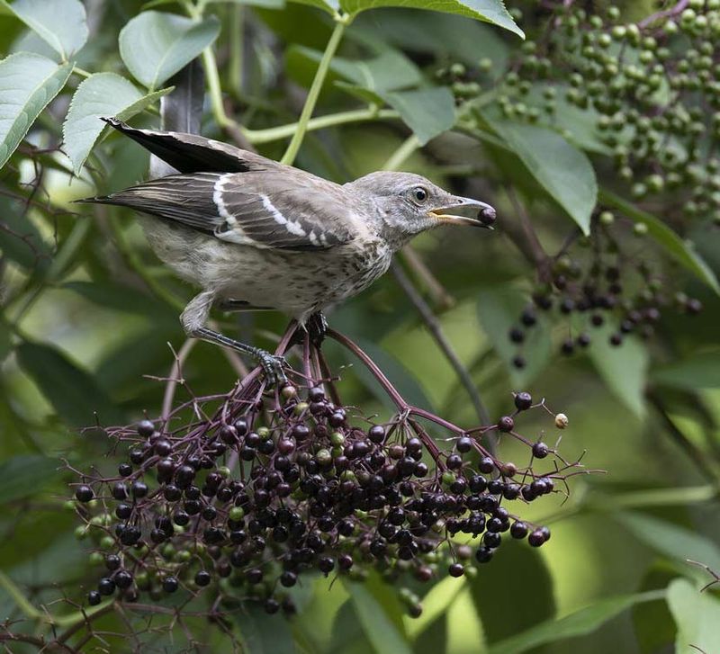 Feeds Birds With Heavy Berry Production