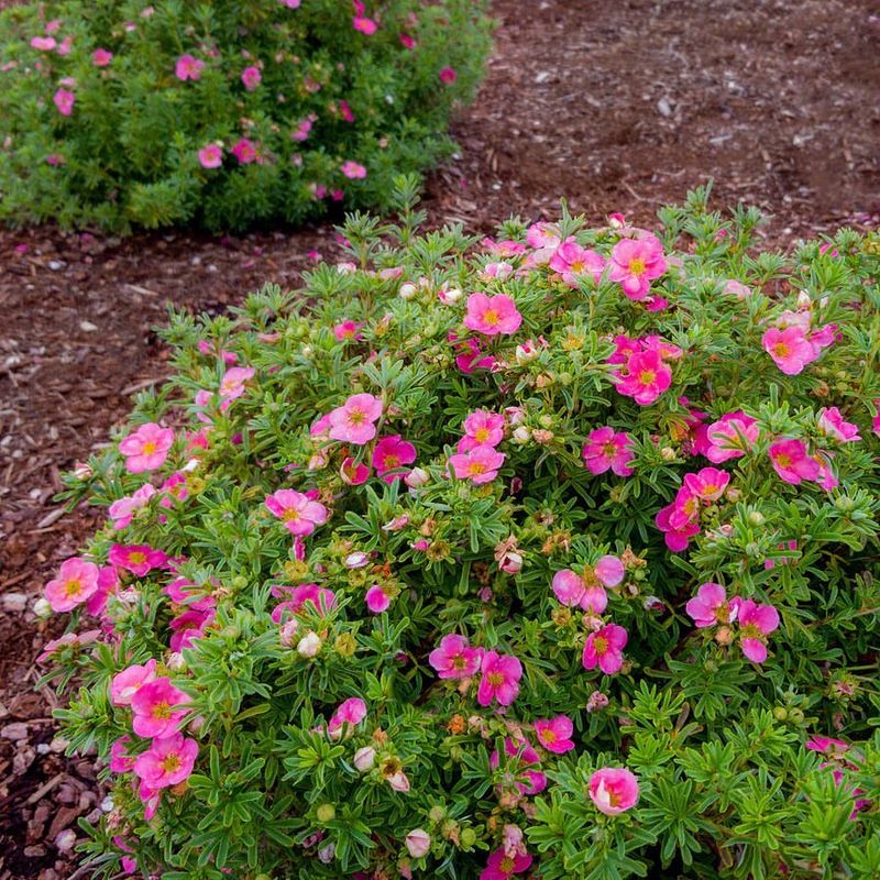 Needs Very Little Water Once Established