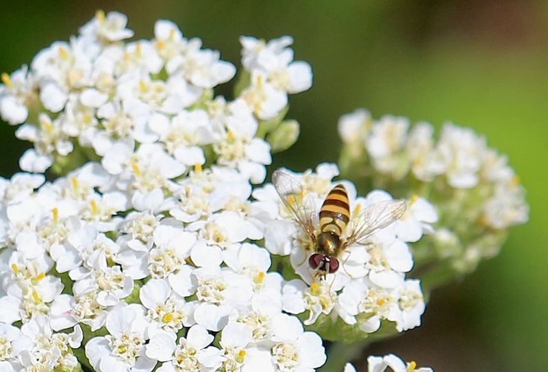 Attracts Beneficial Pollinators To Your Garden Space