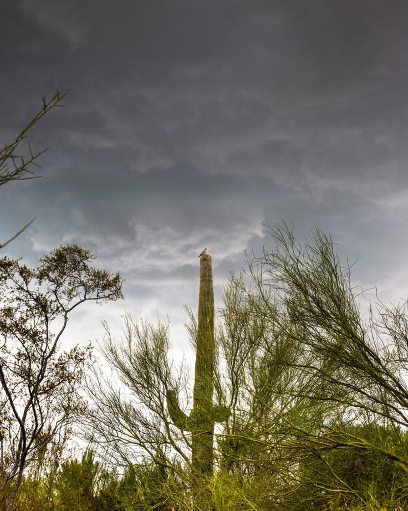 Better Performance During Monsoon Rains