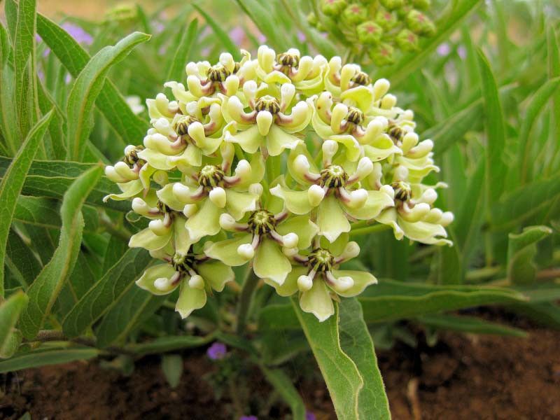 Antelope Horn Milkweed (Asclepias Asperula)