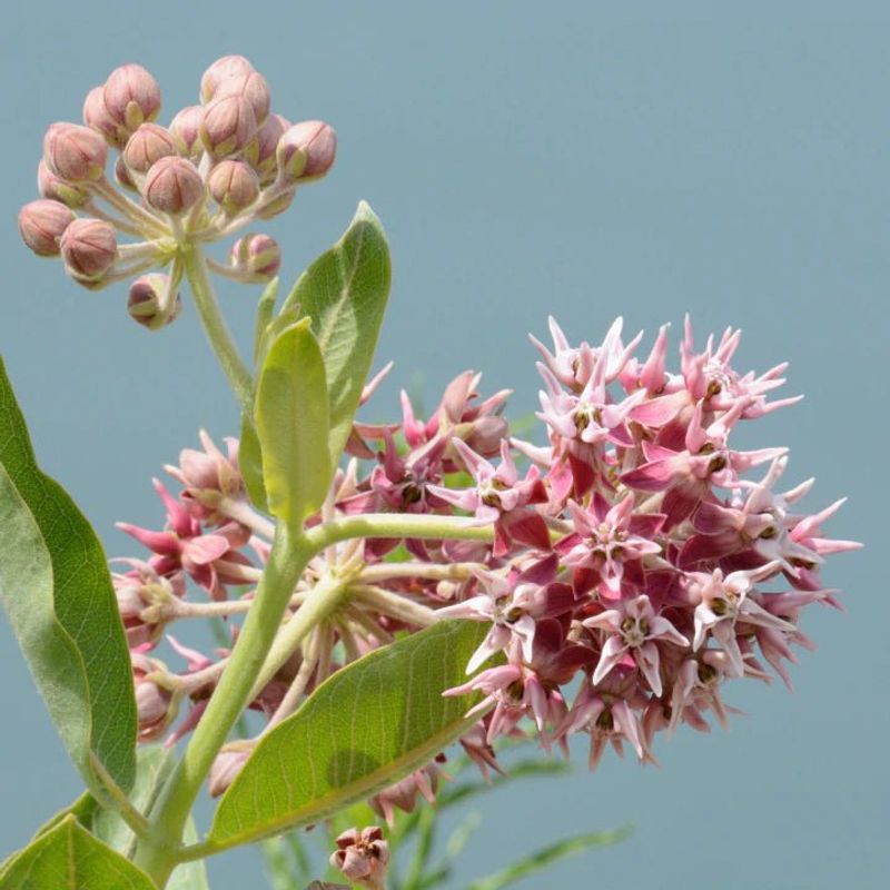 Showy Milkweed (Asclepias speciosa)