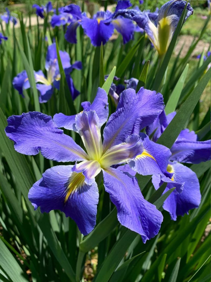 Louisiana Iris