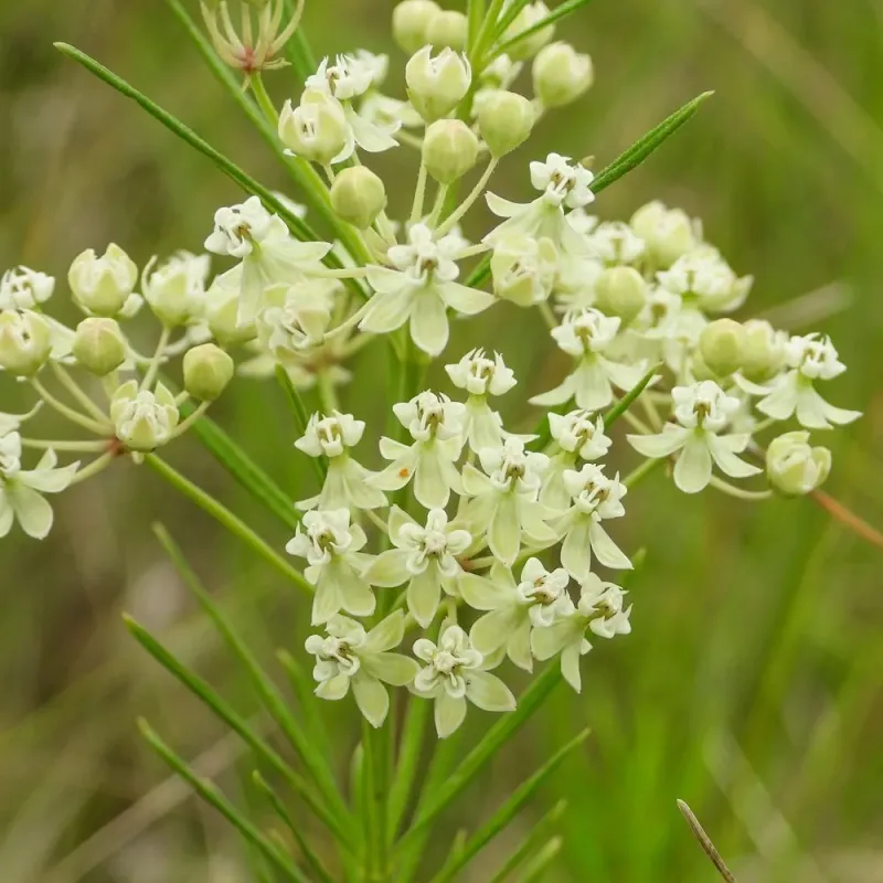 Whorled Milkweed