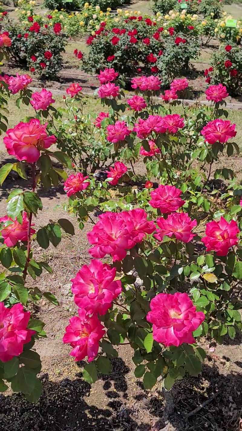 Edisto Memorial Gardens