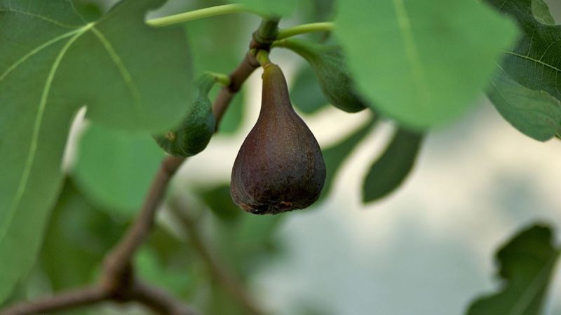 Fig Cold Sensitive Varieties