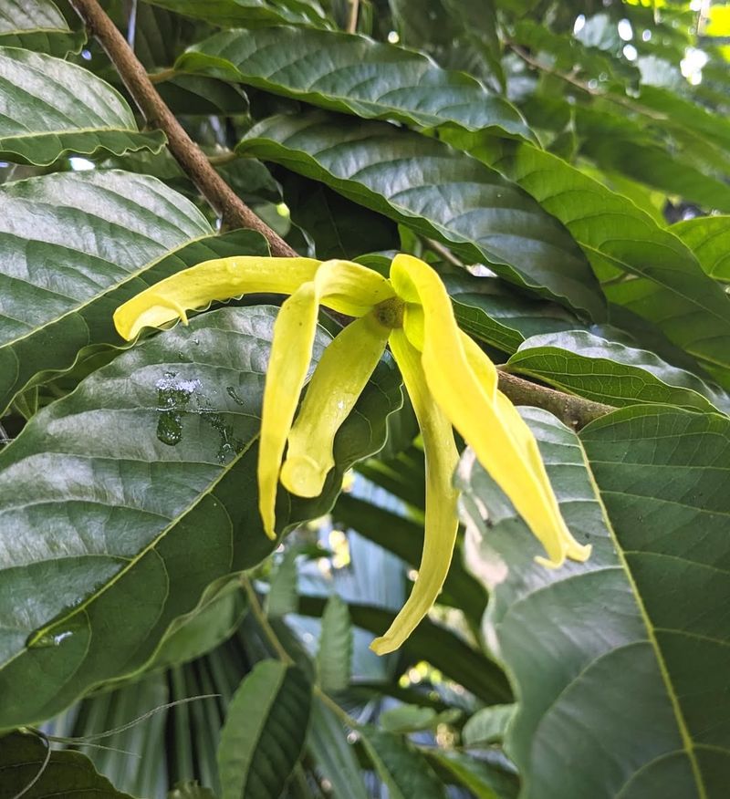 Ylang-Ylang