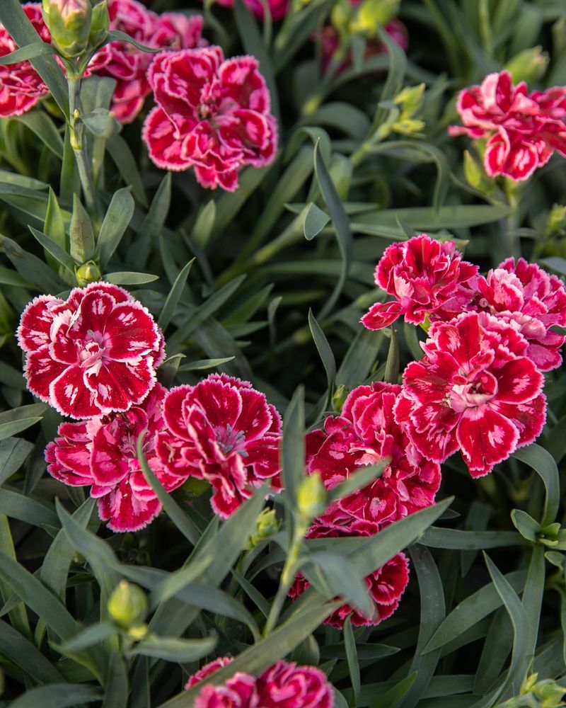 Dianthus Offers Spicy Fragrance And Frilly Petals