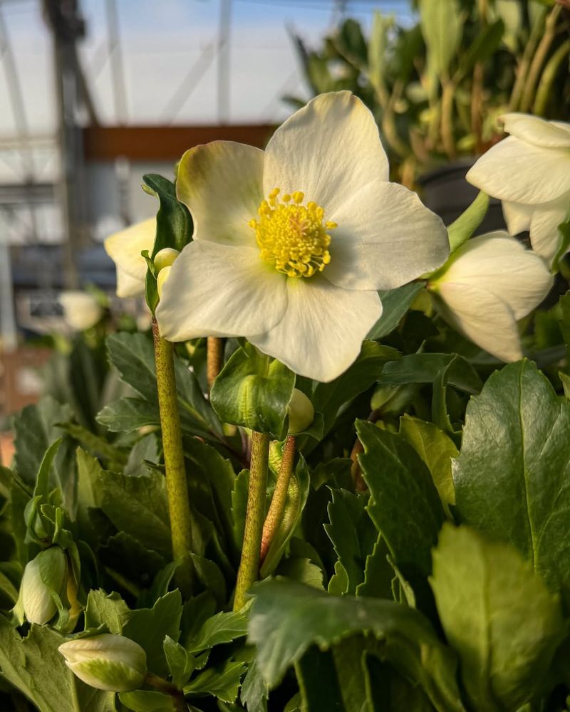 Hellebores (Helleborus Spp.)