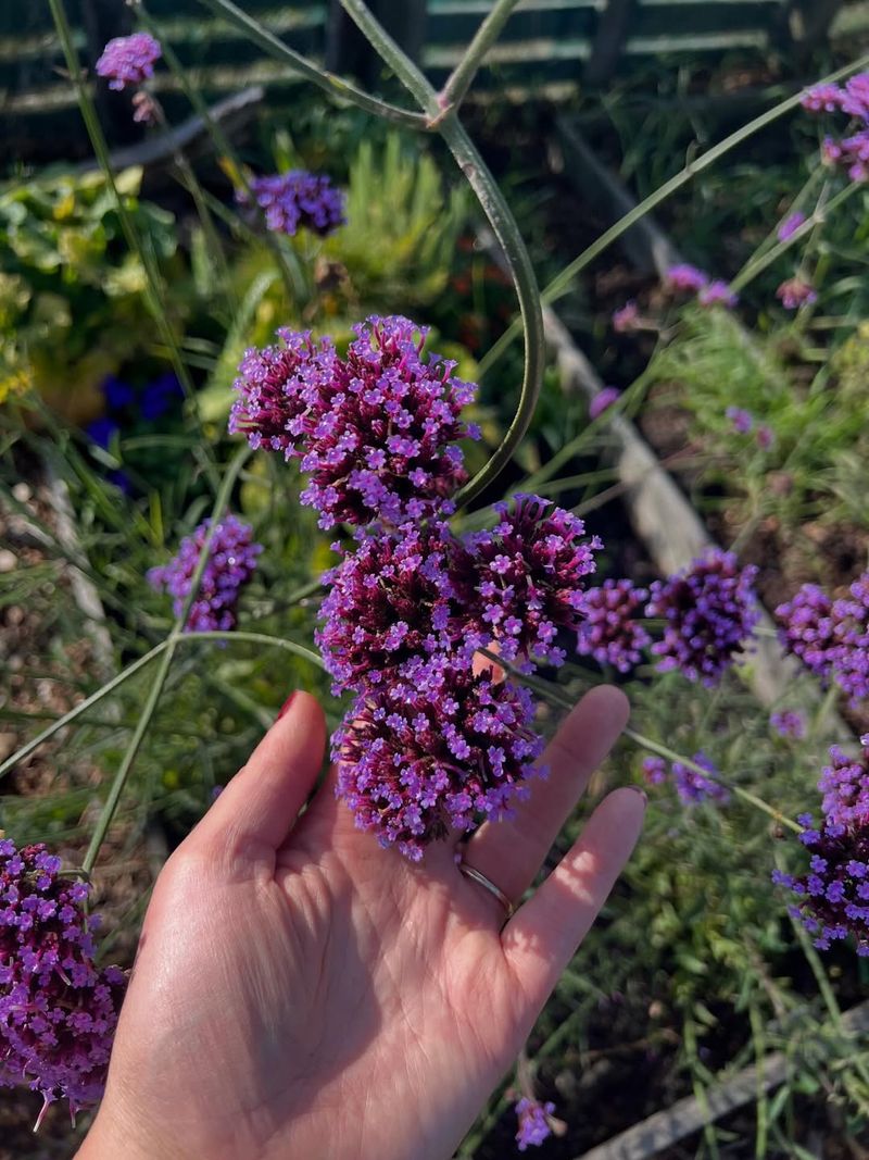 Verbena