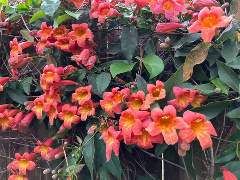 Crossvine (Bignonia Capreolata)