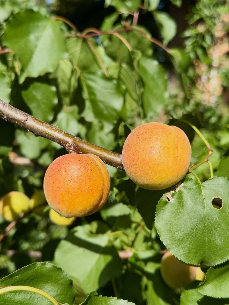 Apricot (Prunus Armeniaca)