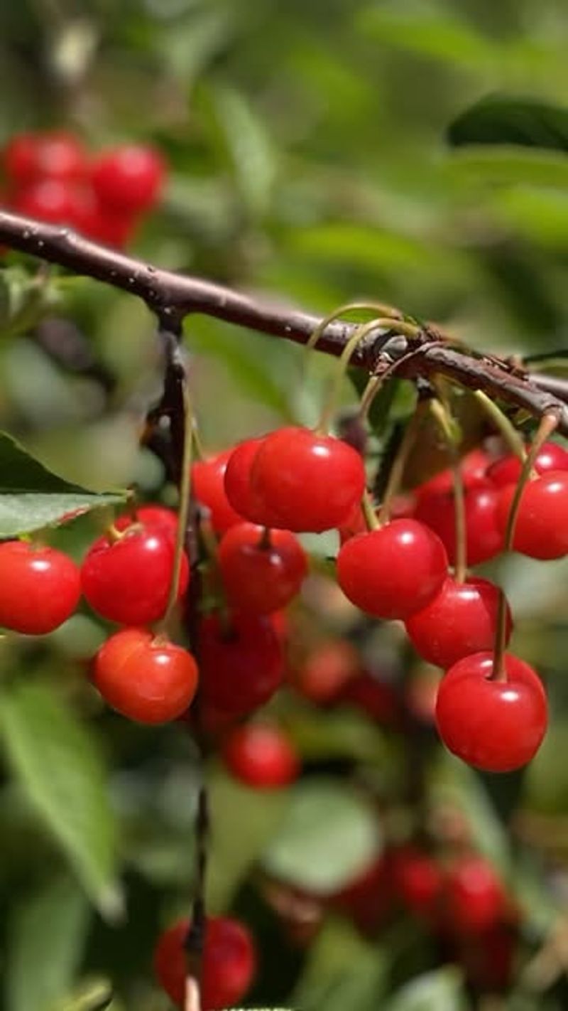 Sour Cherry