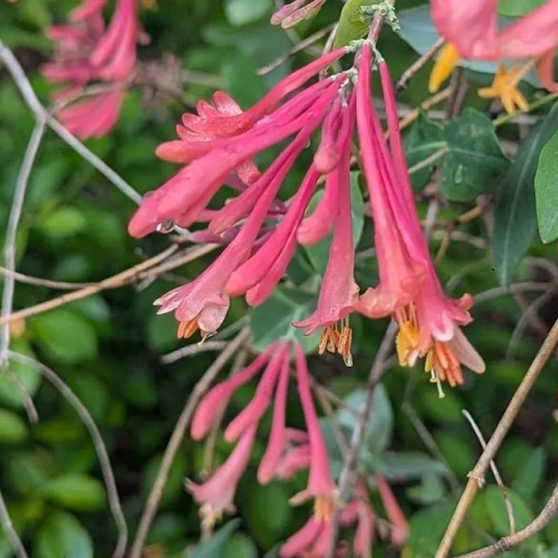 Honeysuckle