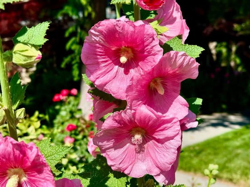 Hollyhocks