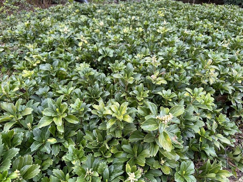 Pachysandra