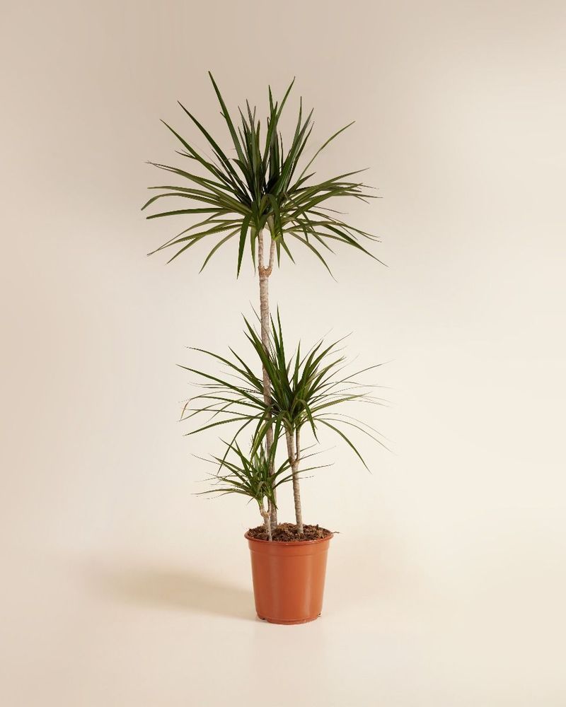 Dracaena Marginata