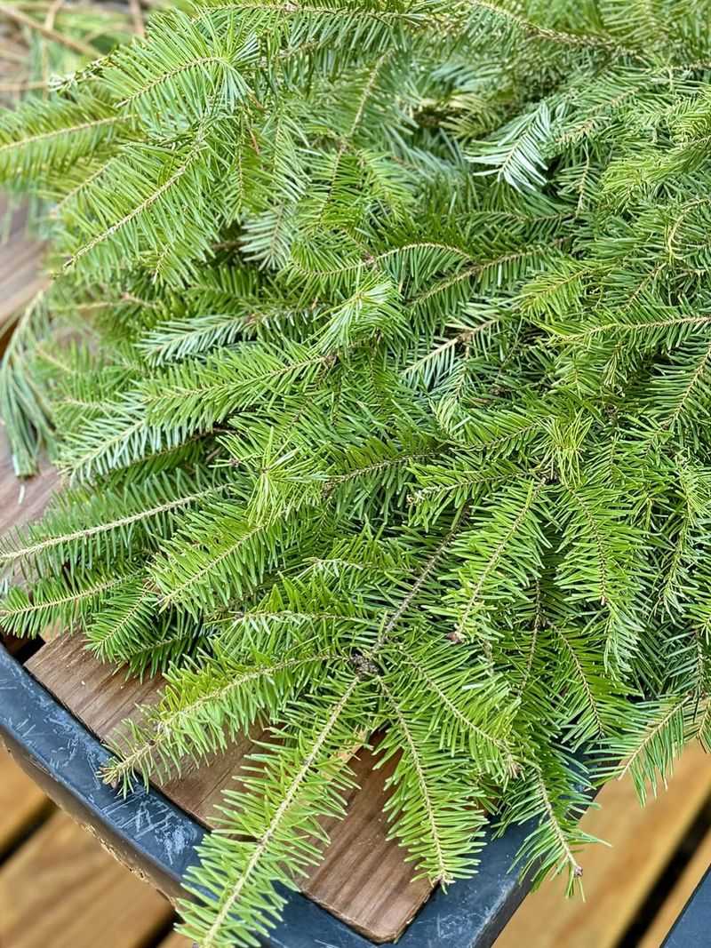 Choose The Right Tree Species For Maximum Needle Retention