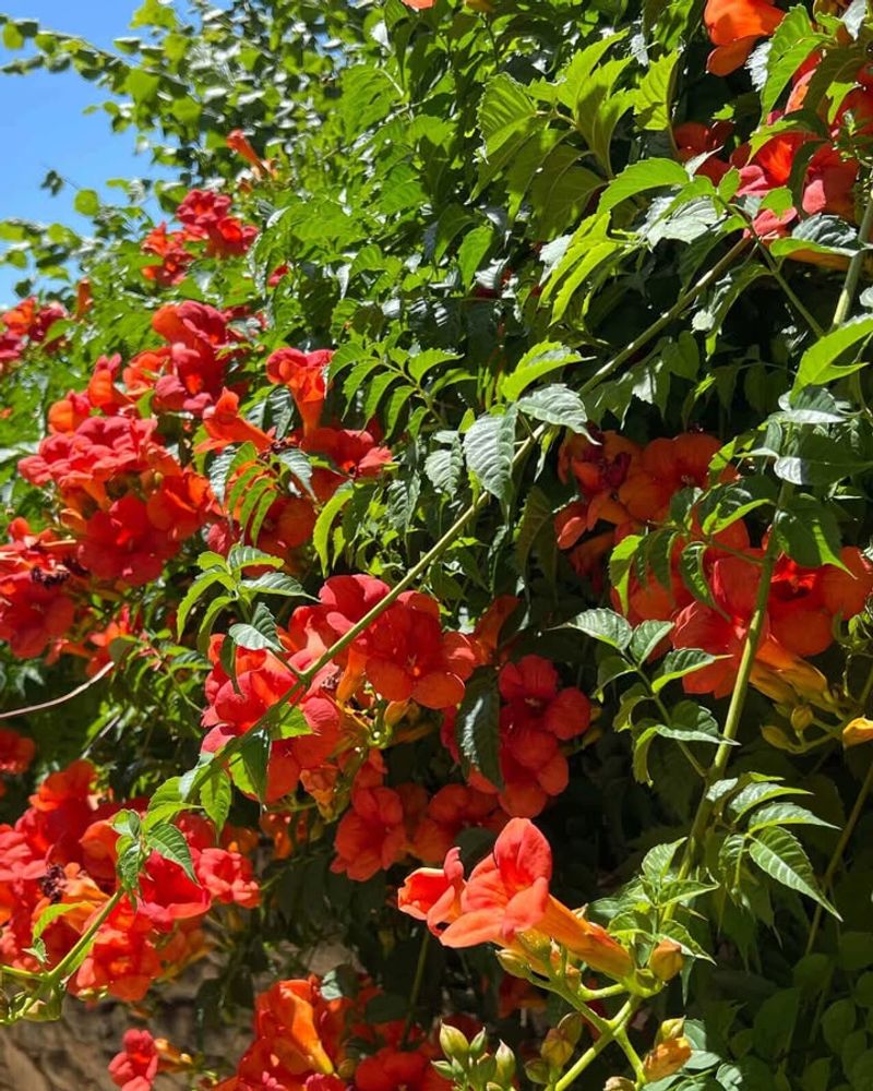 Trumpet Vine