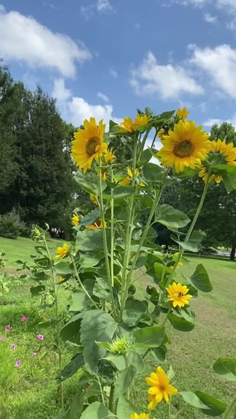 Sunflowers (Helianthus Species)