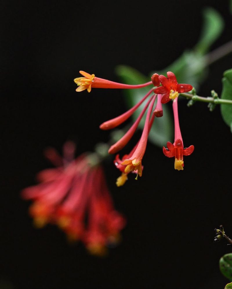 Coral Honeysuckle (Lonicera Sempervirens)