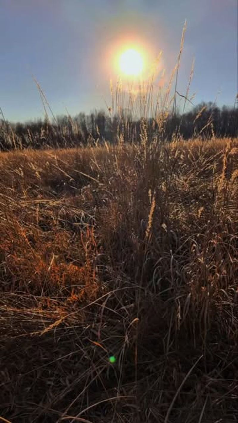 Indiangrass (Sorghastrum Nutans)