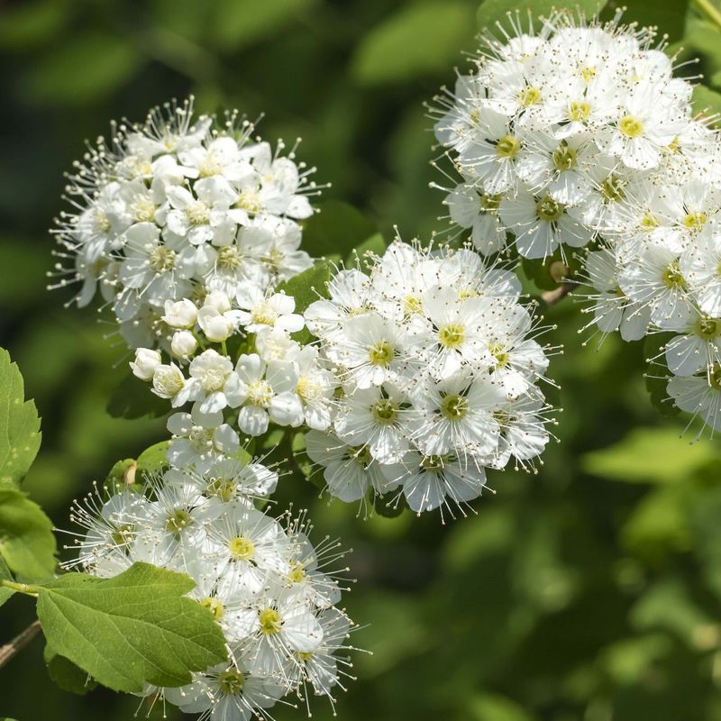 Nannyberry Viburnum
