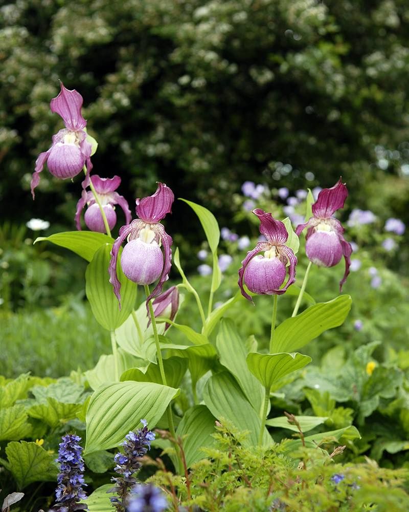 Climate Change May Be Triggering Unseasonable Growth