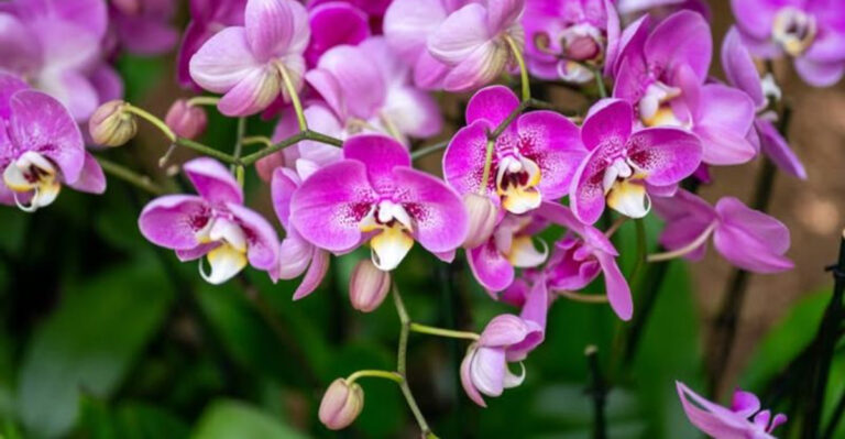 orchids (featured image)