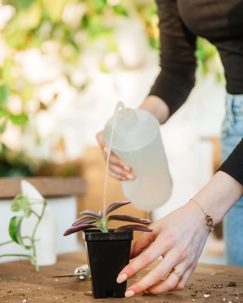 Reduce Watering As Growth Slows Down