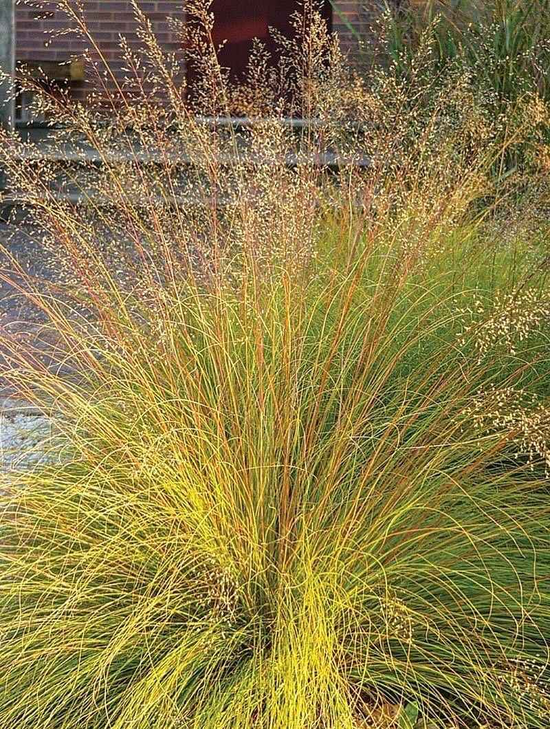 Sporobolus Heterolepis