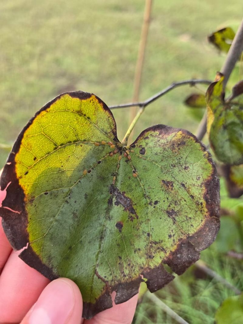 Understanding Tree Owner Responsibilities