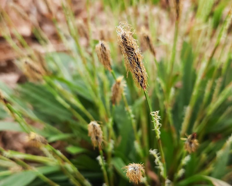 Sedges