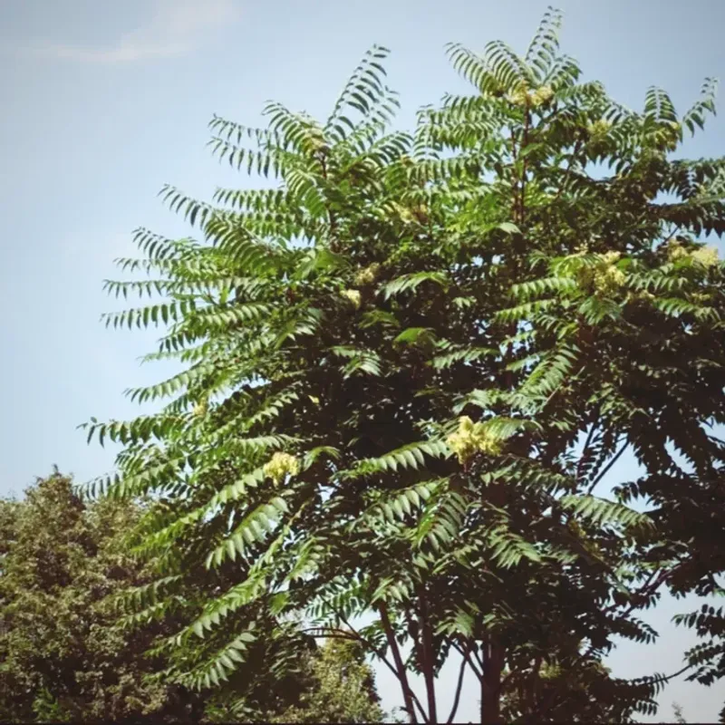 Invasive Plants Listed By California Department Of Food & Agriculture