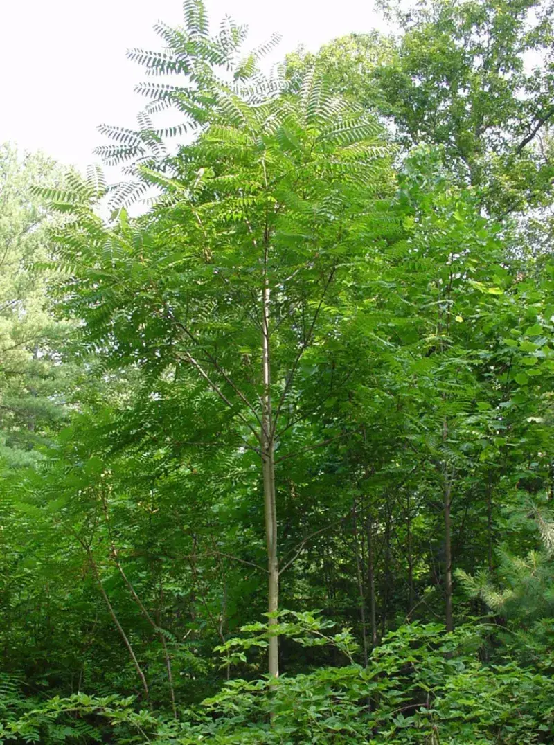 Tree Of Heaven (Ailanthus Altissima)