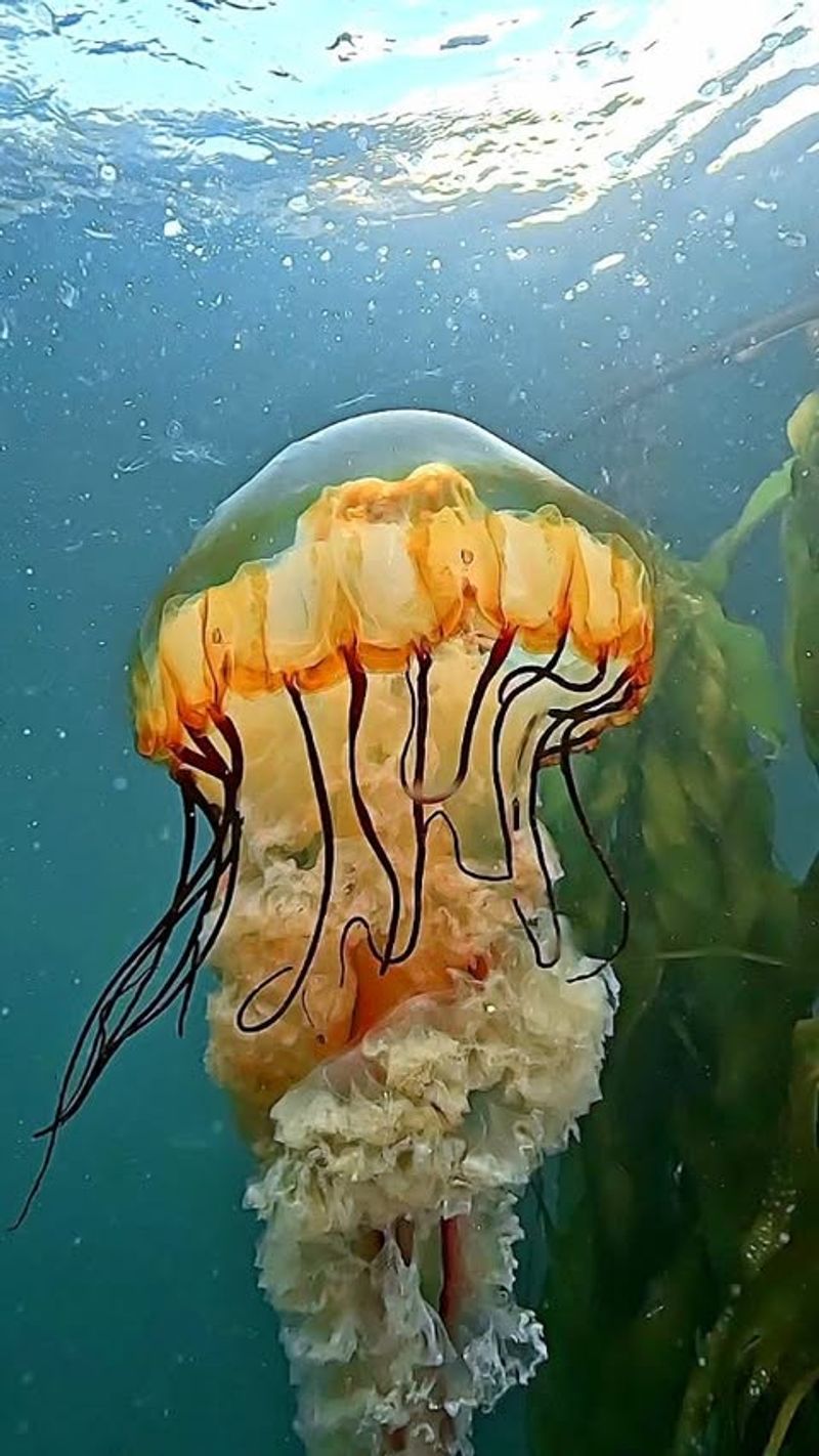 Pacific Sea Nettle
