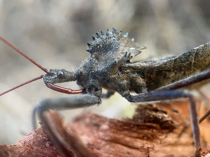 Wheel Bug