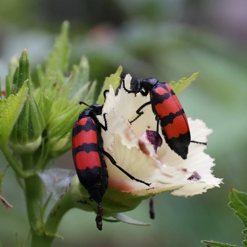 Blister Beetles