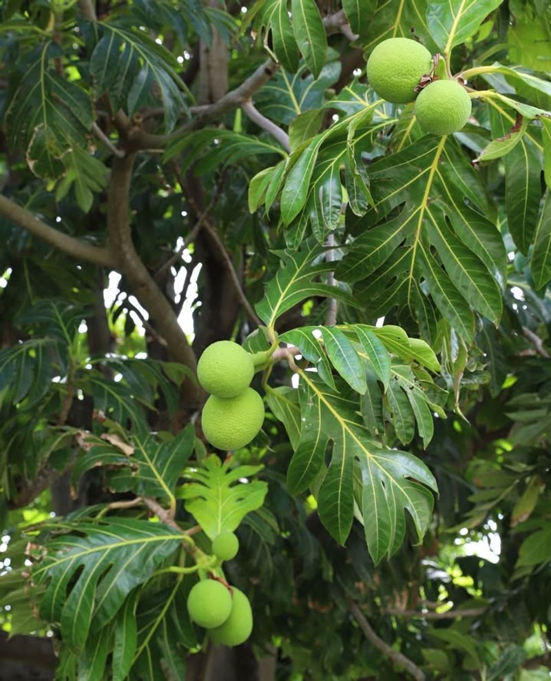 Ulu Trees Offer Sustainable Superfood