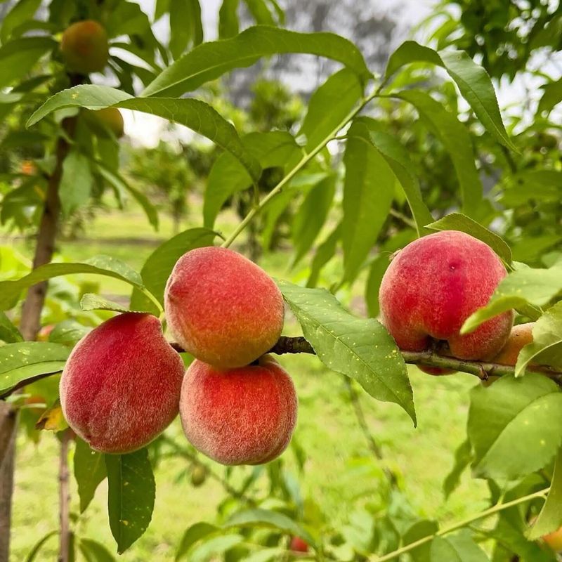 Peach Trees (High-Chill Varieties)